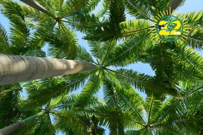 22KW Natur Bio Palmendünger